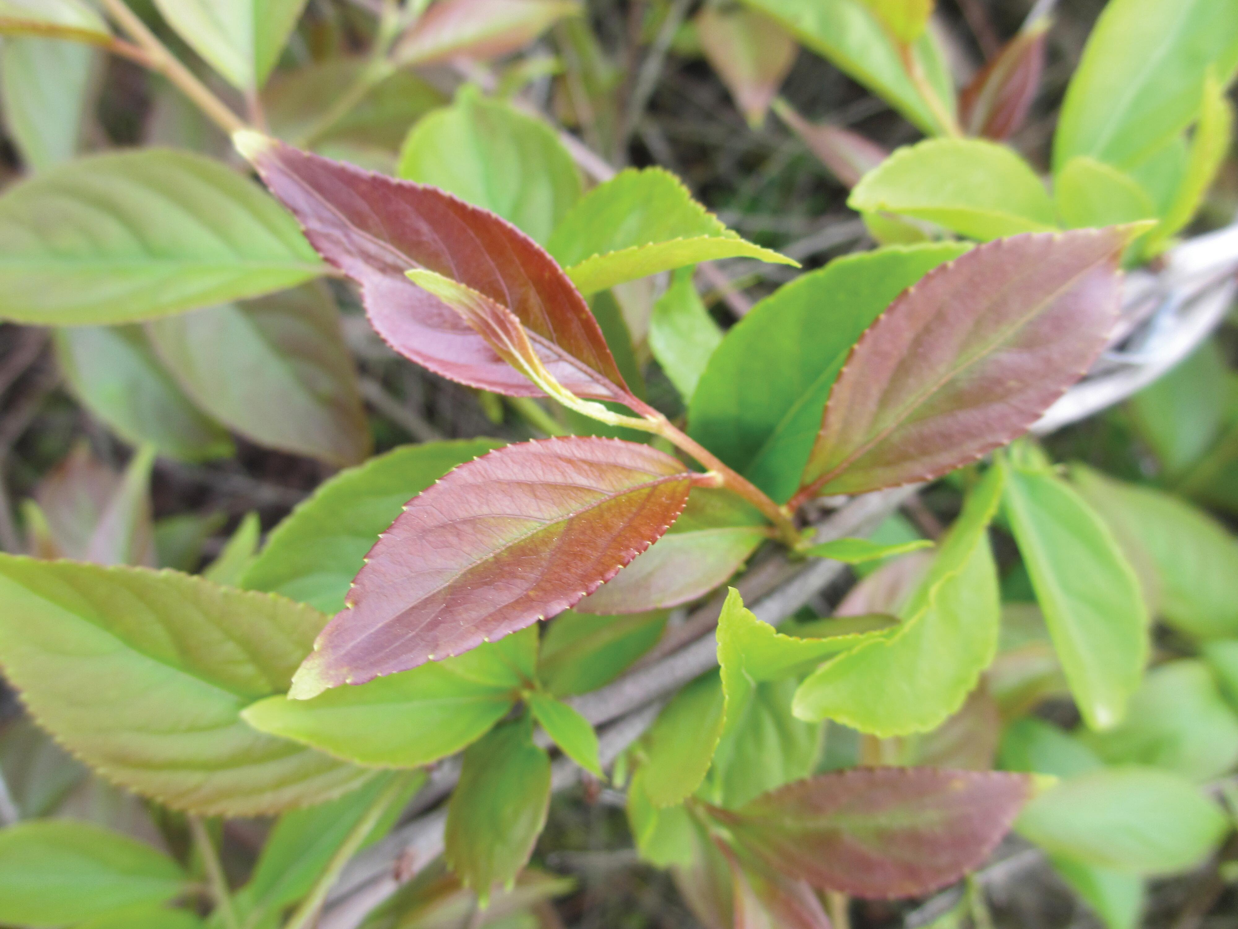 DU_KERTYOL PSO_CELASTROL PLANT